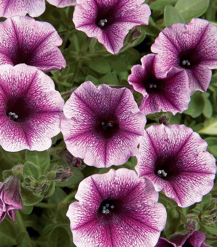 Петуния Хэппи Дрим